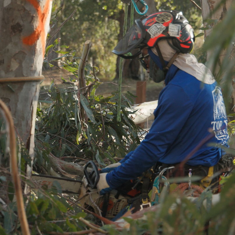 Top Tier Tree Care