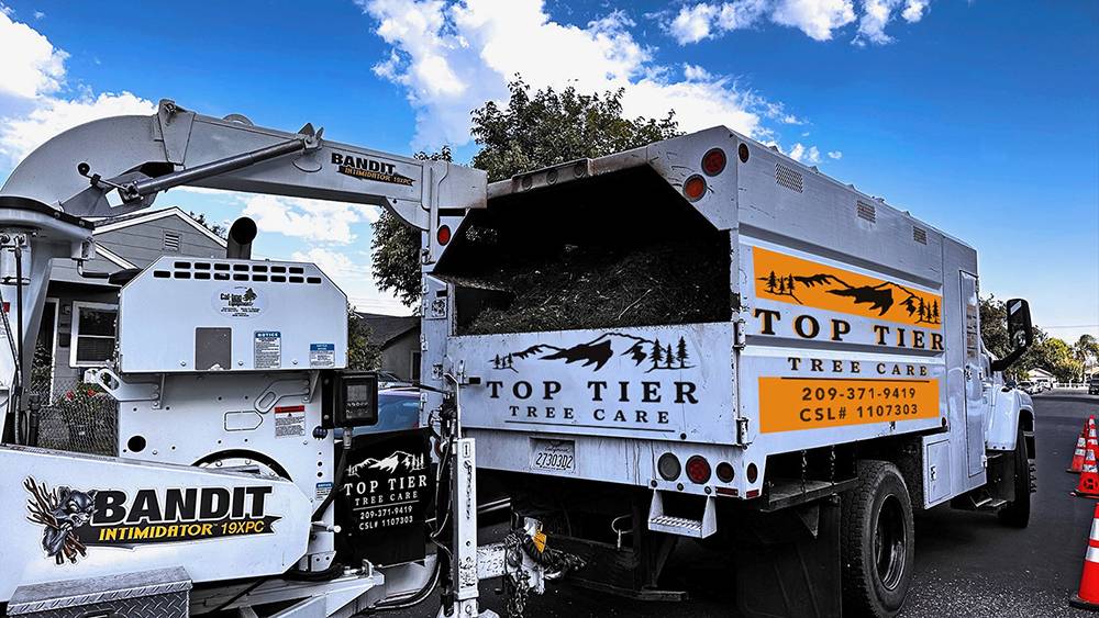 Top Tier Tree Care, Lodi CA tree service - Trees By Tony Tree Service ...